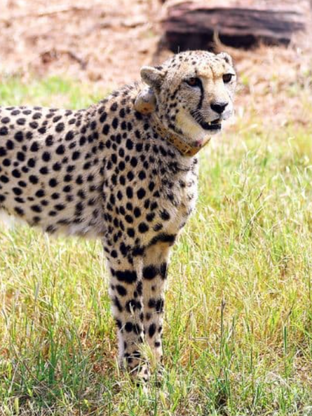 All Pics of PM Narendra Modi released cheetahs in MP’s national park