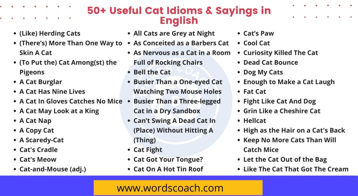 50 Useful Cat Idioms And Sayings In English Word Coach