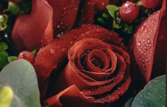 Rose Day 2023: Wishes, Quotes and Messages